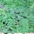 Ajak ODGJ Janda Iroh Ke YJB Rumah Iroh Di Hutan Dan Hancur Kena Badai