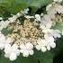 Цвіте калина Flowers сад Nature сади україни Garden калина