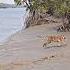 A Tiger That Had Entered Human Habitation In Sundarban Was Safely Released Back Into The Forest