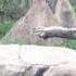 Chimps Vs Raccoon
