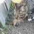 Естественный отбор природа лес Primaldiet лесосад земля планета мир Earth Nature Forest Cat