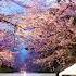 Progressive House Ka5cade Blossom Original Mix