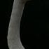 Лебедь кликун Cygnus Cygnus Лебідь кликун Whooper Common Swan