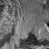 20250512 黑鳶嘖嘖一秒就斷電 屏東黑鳶巢直播 Black Kite Nest Cam LIVE Taiwan One Second Shutdown Even Baby Eagles
