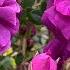 Old Roses Prominently Performing In My UA Garden Moss Incl Very Fragrant And Colourful With Names