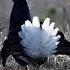 Съемка с тетеревиного тока Black Grouse Lyrurus Tetrix L