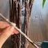 Decorations Design Bottle And Tree Small For Planting Flower At Home DIY Diy Plants Flowers