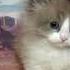 Meowdy Pardner