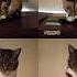 мой котик мой пушистик