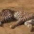 Unlucky Cheetah Caught By A Pride Of Lions Animals Wildlife Predatorvsprey