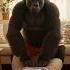 Is It Okay To Touch There Gorilla Shorts