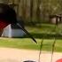 I Tried This Cool Hummingbird Feeder And WOW