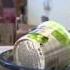 BBC News The Politics Of Food In Russia