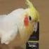Parrot Whistling Sound Parrot ASMR Parrots Sounds Sounds Shorts