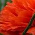 Victor Lundberg In Bloom YouTune Stay Tuned