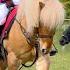 CLOUDY IS BACK RACING IN THE SHETLAND PONY GRAND NATIONAL