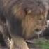 Kids At The Zoo Animals At The Zoo Learn Safari Wild ZOO Animals Names Fun Toddler