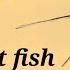 My Red Tail Tail Cat Fish Eat My Arowana