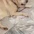 Kennel Cough Sound Labrador