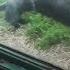 SMART Chimp Asks Zoo Visitors For Drink The Dodo