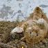 Cat With GoPro Epic Fight Ep 72