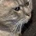 Мой пушистик Его Величество Cat