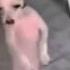 Смех до слёз Приколы видео Смешные животные Танец Животных Funny Dogs Dancing Funny Video 330