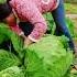 Woman Harvesting Very Large Cabbage How To