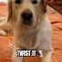 Bop It Twist It Pull It Dog Edition Shorts Funnydogs