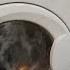 Washer Indesit WISL 85 Cool Rinse In Program 9