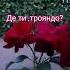 Зустрів троянду