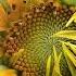 Most Famous Classical J S Bach Minuet And Badinerie Orchestral Suite No 2 In B Minor