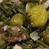 ЧАКАПУЛИ ГРУЗИНСКАЯ КУХНЯ МЯСО в ЗЕЛЕНИ и ВИНЕ