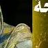 جديد 2024 انصاف مدني أبوك ياسمحة