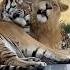 Tiger And Lion Love And Fun Fight