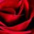 King S Singers O My Luve S Like A Red Red Rose Robert Burns