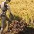 Robots Harvesting Grain The Reality Of Living In China