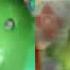 RQ All Preview 2 Classic Modern Sunny Bunnies Deepfakes In G Major 42