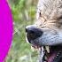 WOLF HOWLING SOUNDS Listen To The Sound Of Wolves Howling