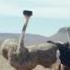 Samsung Official TVC Ostrich
