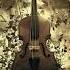 True Love S Last Kiss Eternal Eclipse Beautiful Music For String Quartet Orchestra