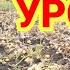 Осень время сбора урожая