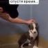 Собака из приюта моюака другчеловека море светланасавинова