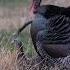 TURKEY D CAP With NO BLIND Turkey Turkeyhunting Shorts