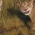 Mufasa The Lion King I Always Wanted A Brother Greek Audio Only