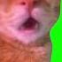 Talking Cat Meme Shorts Catmeme Greenscreen