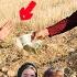 Zalfa S Nomadic Life In The Mountains Effort To Work For The Future Of Aida And Sky