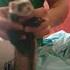 Танцующий хорек Dancing Ferret Miyagi I Got Love
