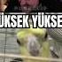 Yüksek Yüksek Tepelere Rraenee Elraenn