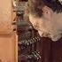 Bach Prelude And Fugue In D Minor BWV 539 Smits Netherlands Bach Society